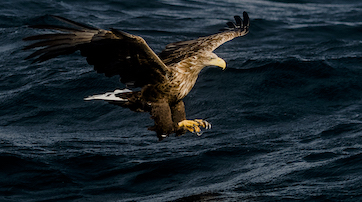 Seeadler in den Lofoten