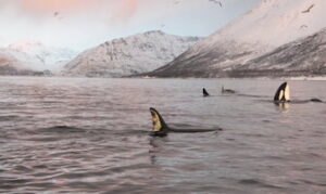 Wale im Lyngenfjord Wintertraum Tromsø und Lyngenfjord Norwegen Reise