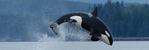 Wale vor der Küste von Campbell River auf Vancouver Island