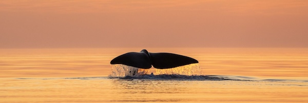 Wale bei Andøya Vesterålen